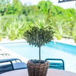 1775660050_villa-flores-air-foto-porec-810_0167.jpg